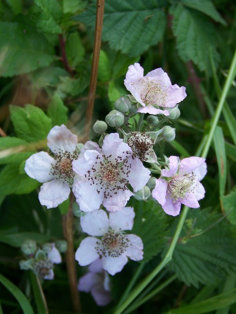 Rubus fruticosus (alternate view 10)