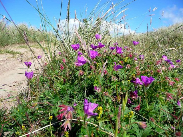 Geranium sanguineum (Bloody Crane's-bill)