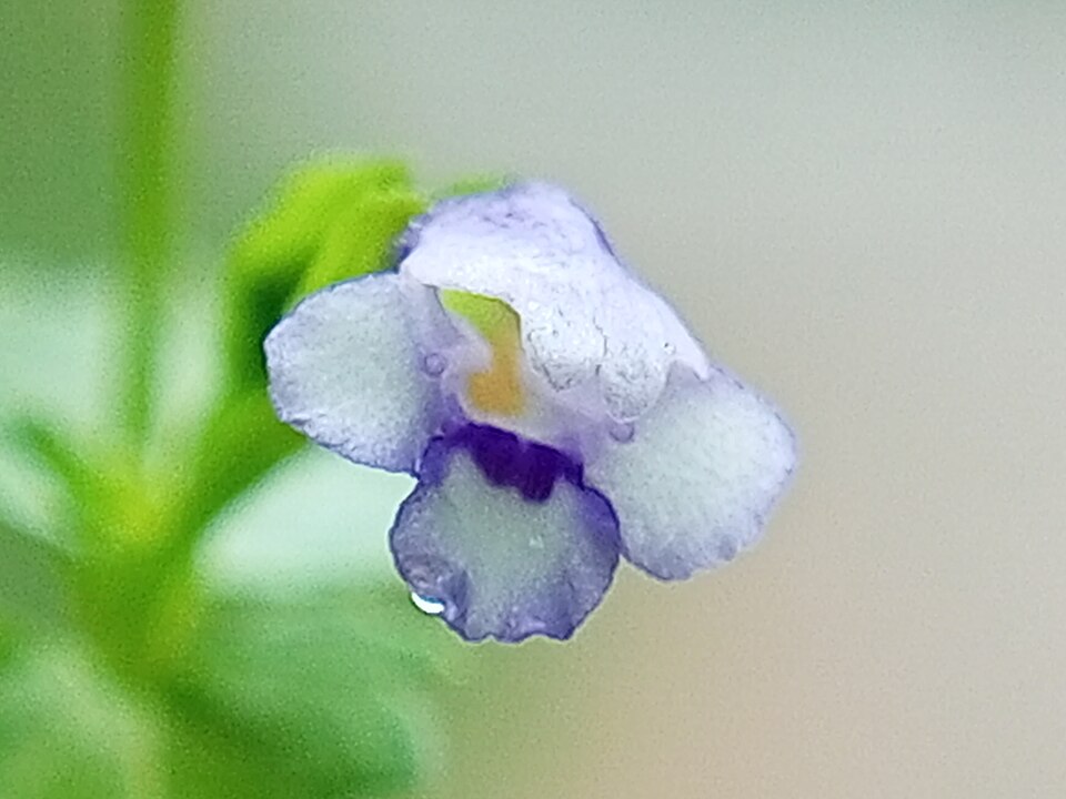 Torenia (wishbone flowers) (alternate view 4)