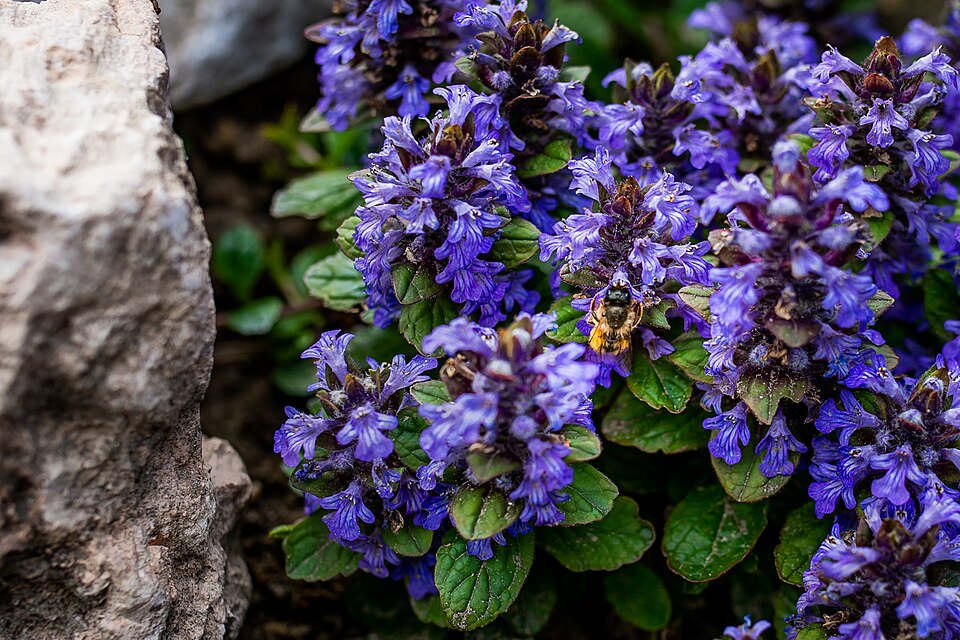 Ajuga (Bugles) (alternate view 6)