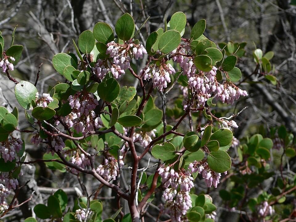 Arctostaphylos patula (greenleaf manzanita) (alternate view 10)