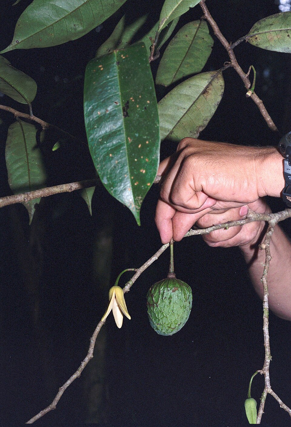 Annona (custard apples) (alternate view 3)