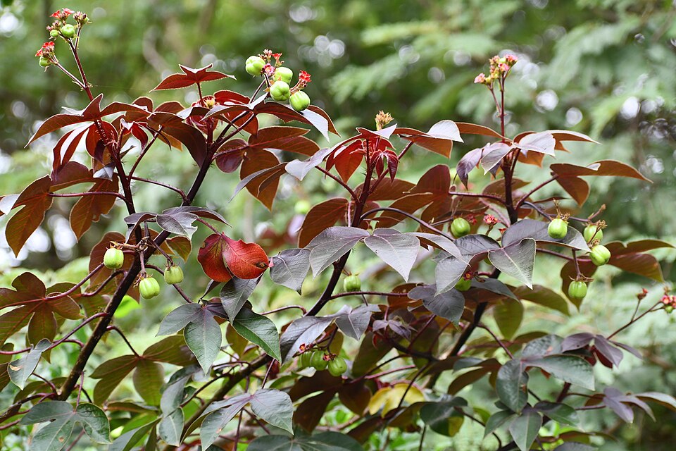 Jatropha (Physic Nuts) (alternate view 3)