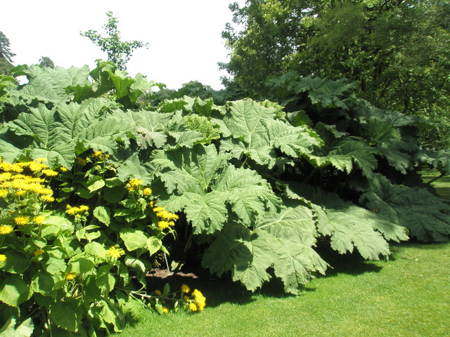 Gunnera manicata (gunnera) (alternate view 9)