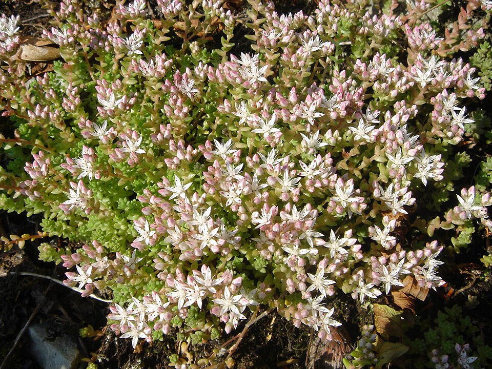 Sedum anglicum (English Stonecrop)