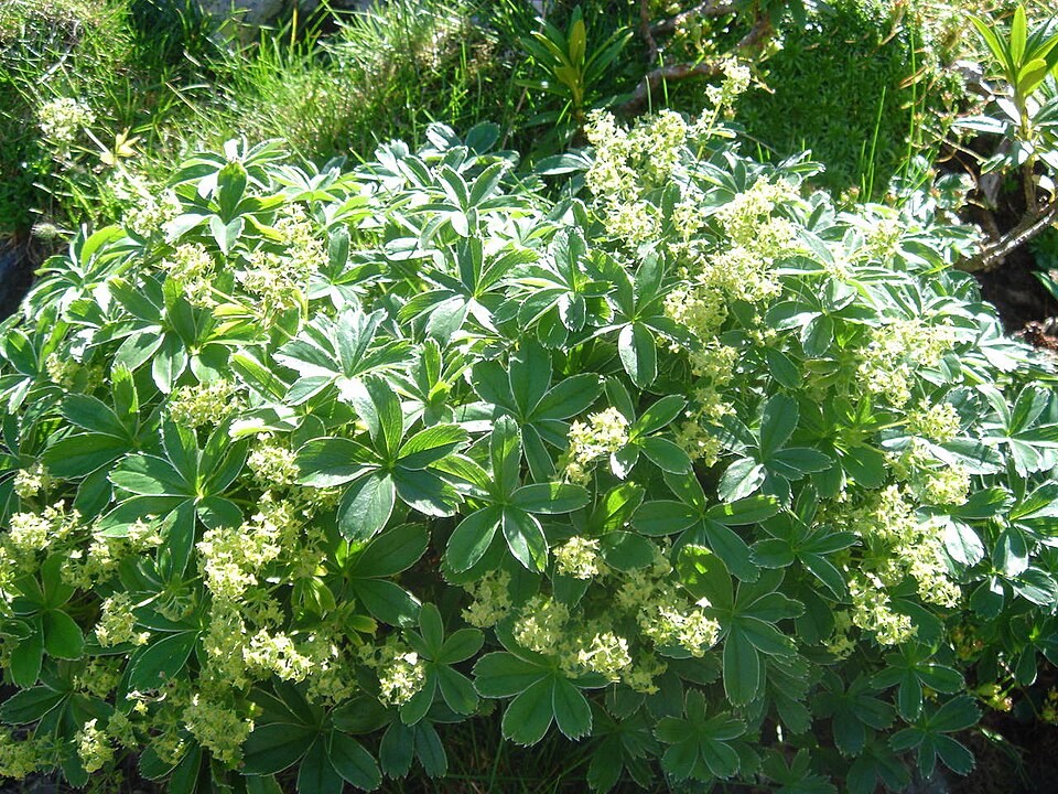Alchemilla alpina (Alpine Lady's-mantle)