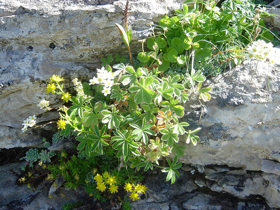 Saxifraga aizoides (Yellow Saxifrage) (alternate view 8)