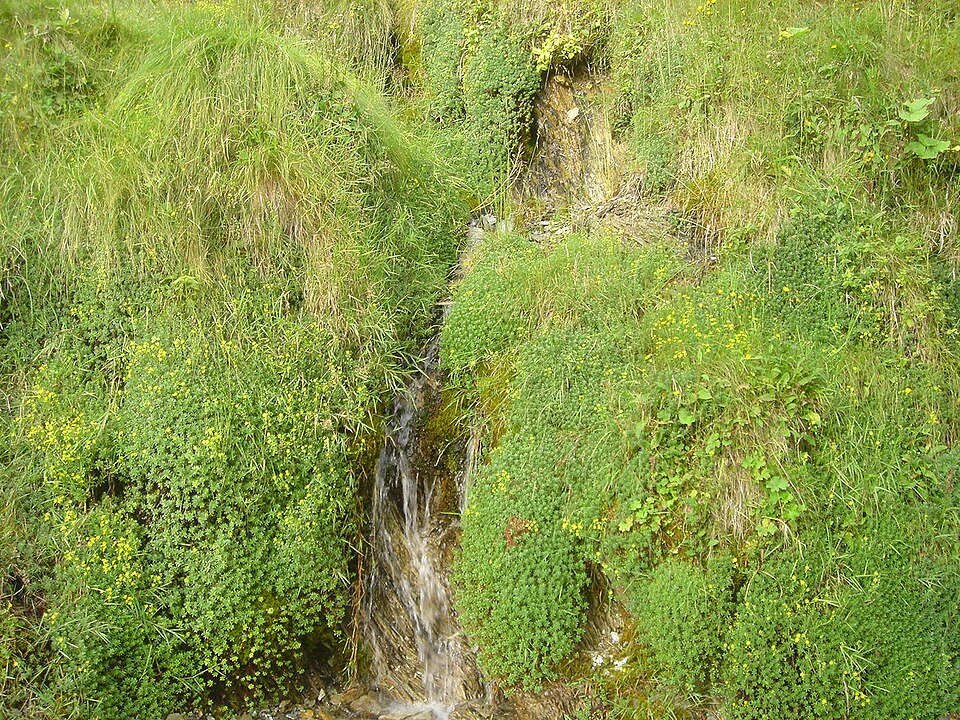 Saxifraga aizoides (Yellow Saxifrage) (alternate view 9)