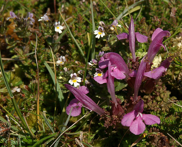 Pedicularis sylvatica (Common Lousewort)