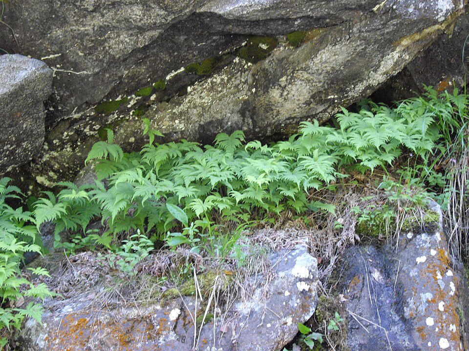 Phegopteris connectilis (long beech fern) (alternate view 6)