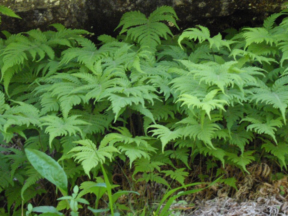 Phegopteris connectilis (long beech fern) (alternate view 7)