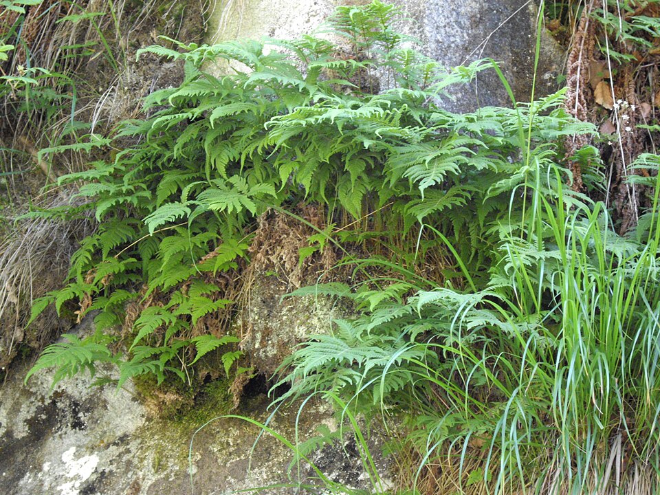 Phegopteris connectilis (long beech fern) (alternate view 8)
