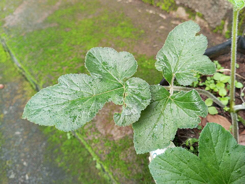 Heracleum (hogweeds) (alternate view 4)