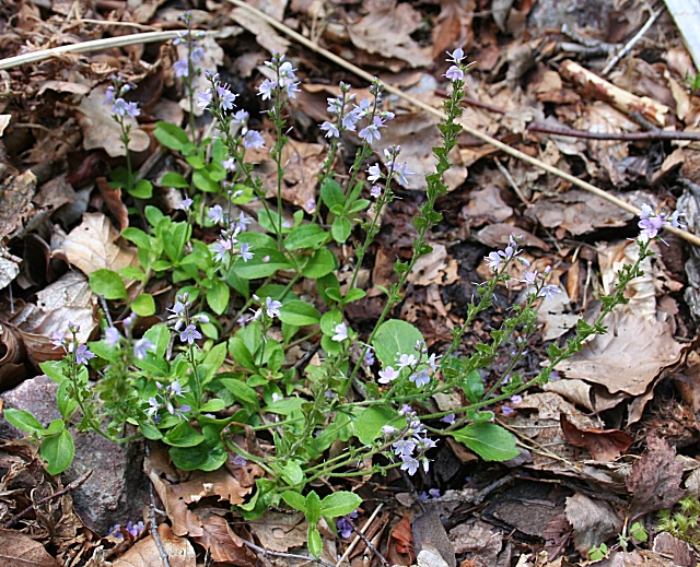 Veronica officinalis (heath speedwell)