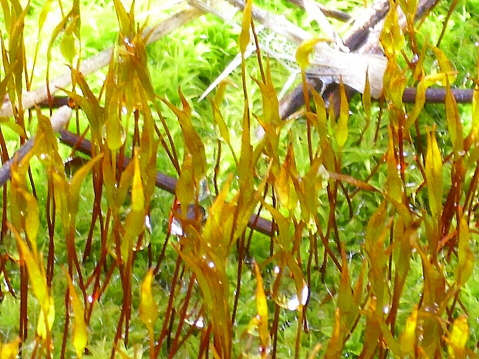 Tortula muralis (Wall Screw-moss)