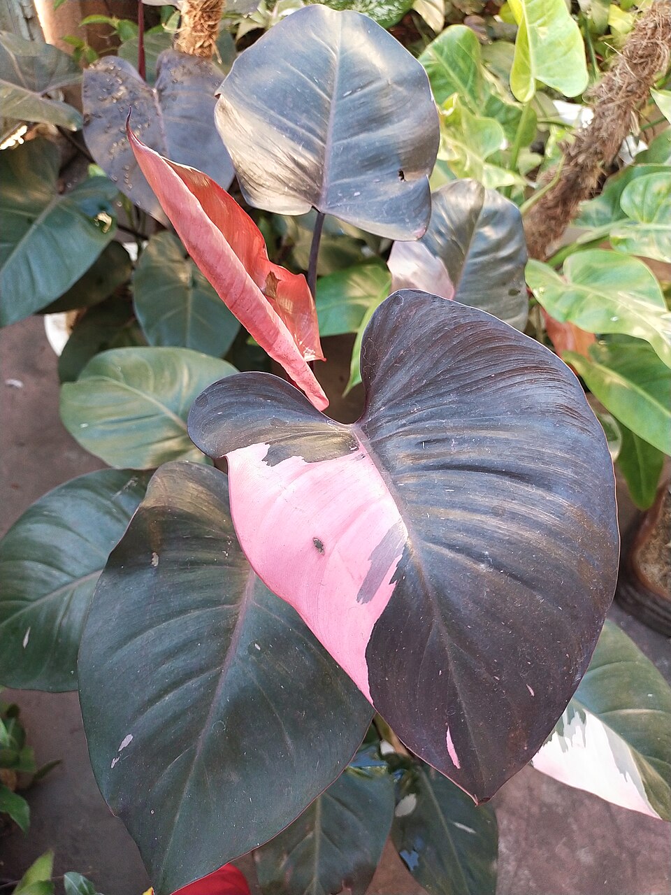 Philodendron erubescens 'Pink Princess' (Pink Princess Philodendron) (alternate view 4)