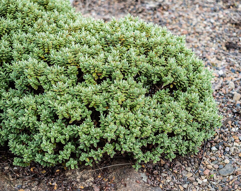 Veronica topiaria (Topiary Hebe)