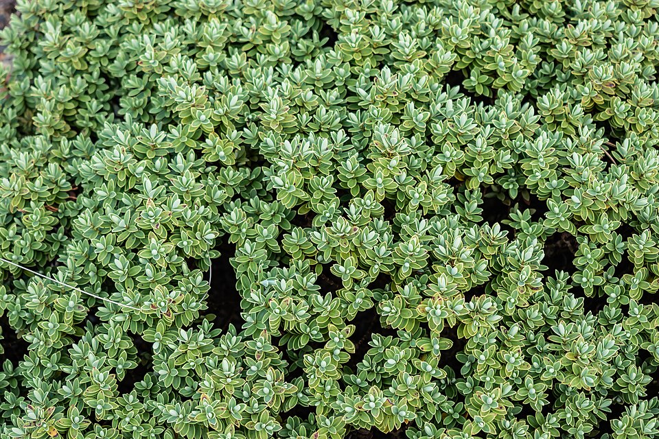 Veronica topiaria (Topiary Hebe)
