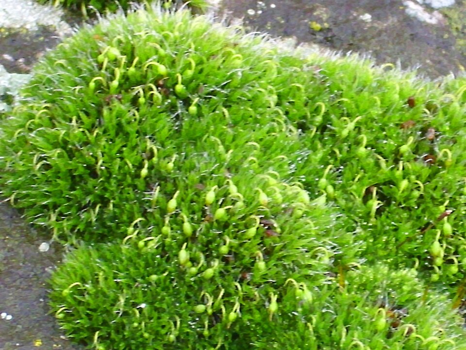 Grimmia pulvinata (Grey-cushioned Grimmia)