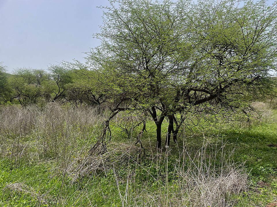 Acacia (wattles) (alternate view 5)