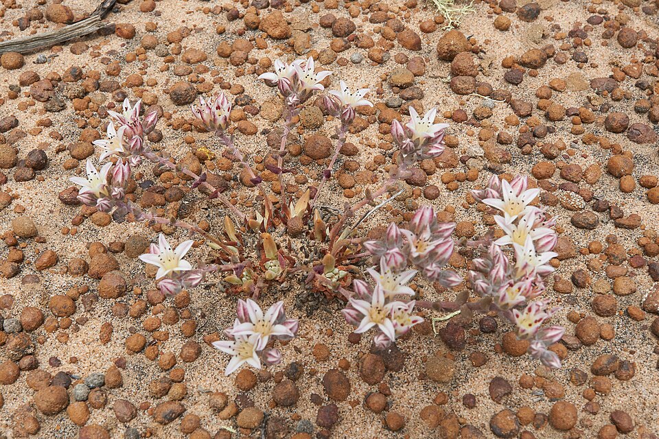 Dudleya (Liveforever) (alternate view 2)