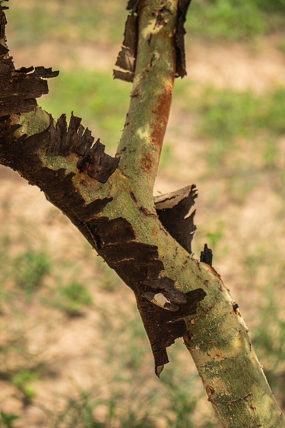 Acacia (wattles) (alternate view 6)