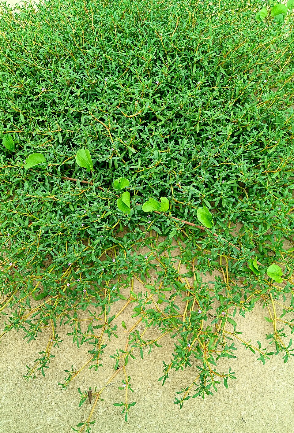 Sesuvium (Sea-purslanes)