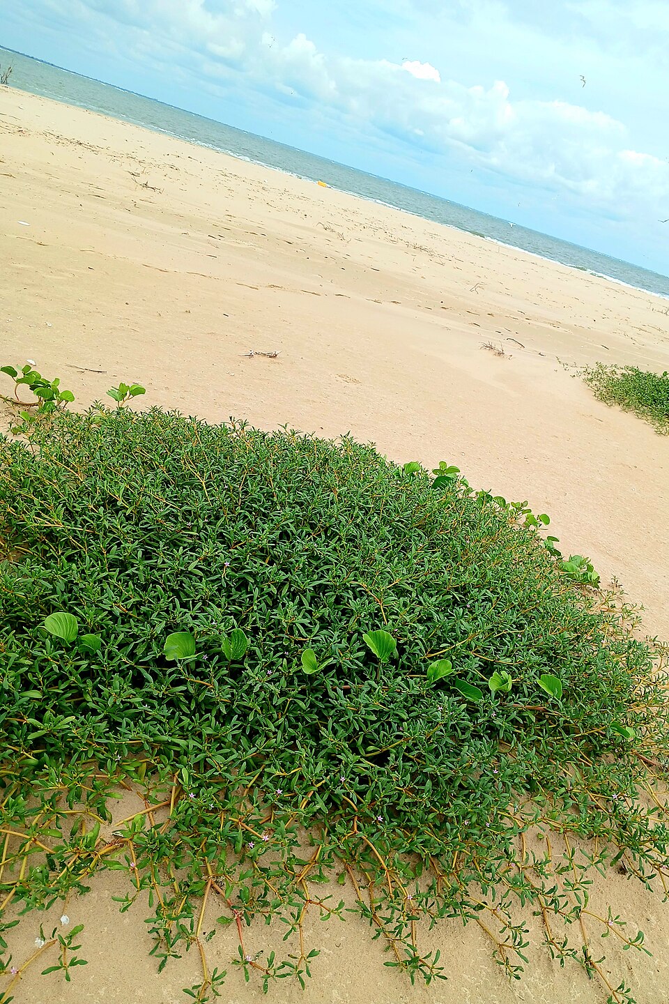 Sesuvium (Sea-purslanes) (alternate view 2)