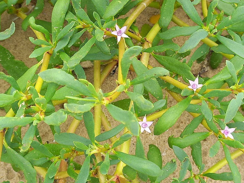 Sesuvium (Sea-purslanes) (alternate view 3)