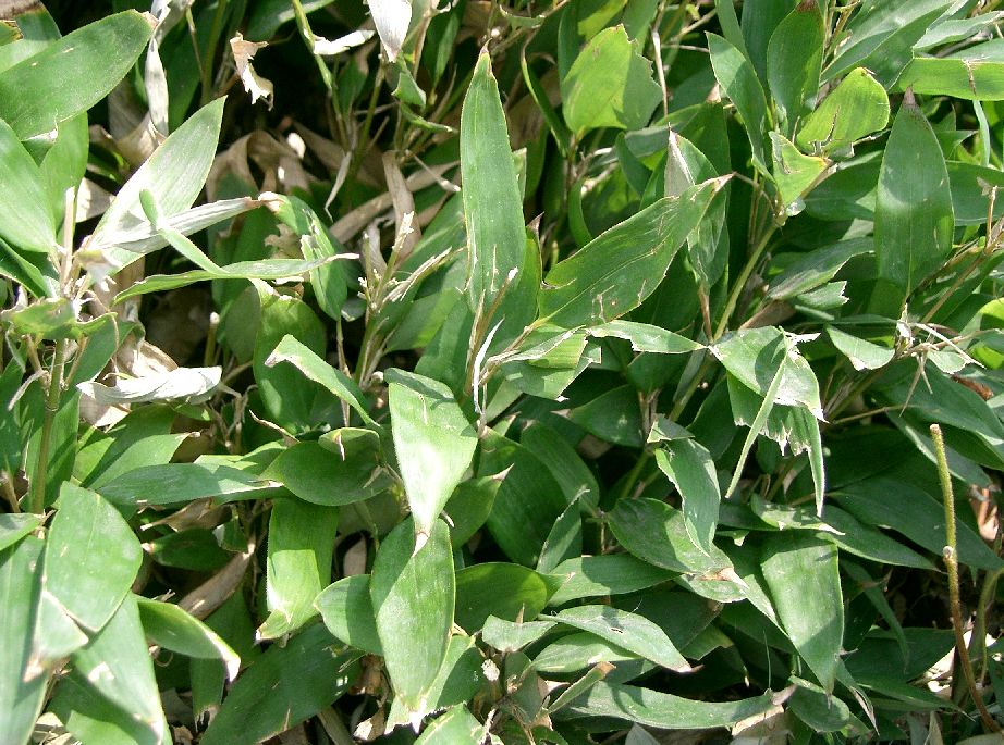 Shibataea kumasasa (Ruscus-leaved Bamboo) (alternate view 2)