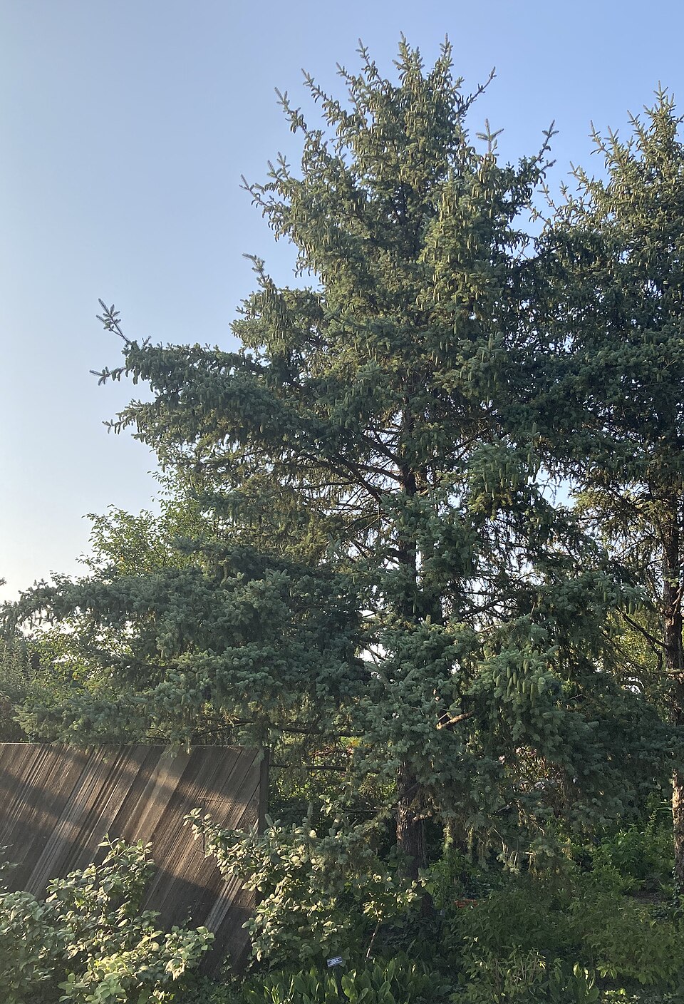 Picea meyeri (Meyer Spruce) (alternate view 9)