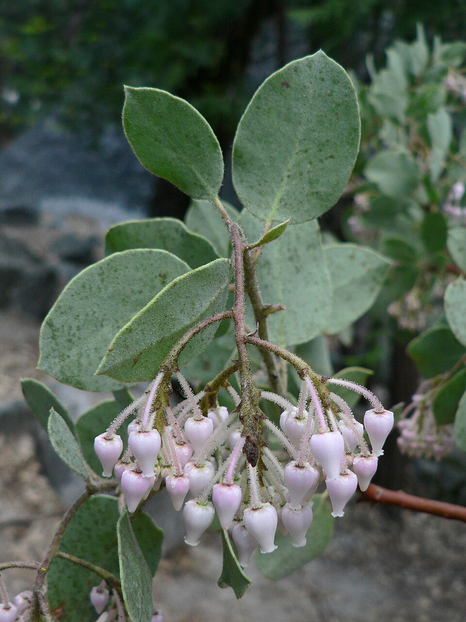 Arctostaphylos viscida (Whiteleaf Manzanita) (alternate view 4)