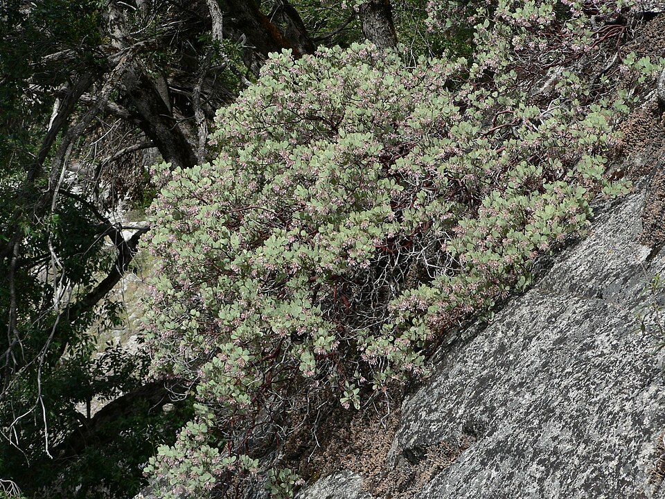 Arctostaphylos viscida (Whiteleaf Manzanita) (alternate view 5)