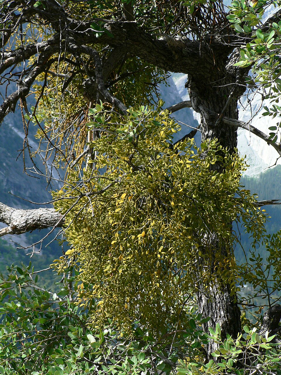 Phoradendron leucarpum (American Mistletoe) (alternate view 7)