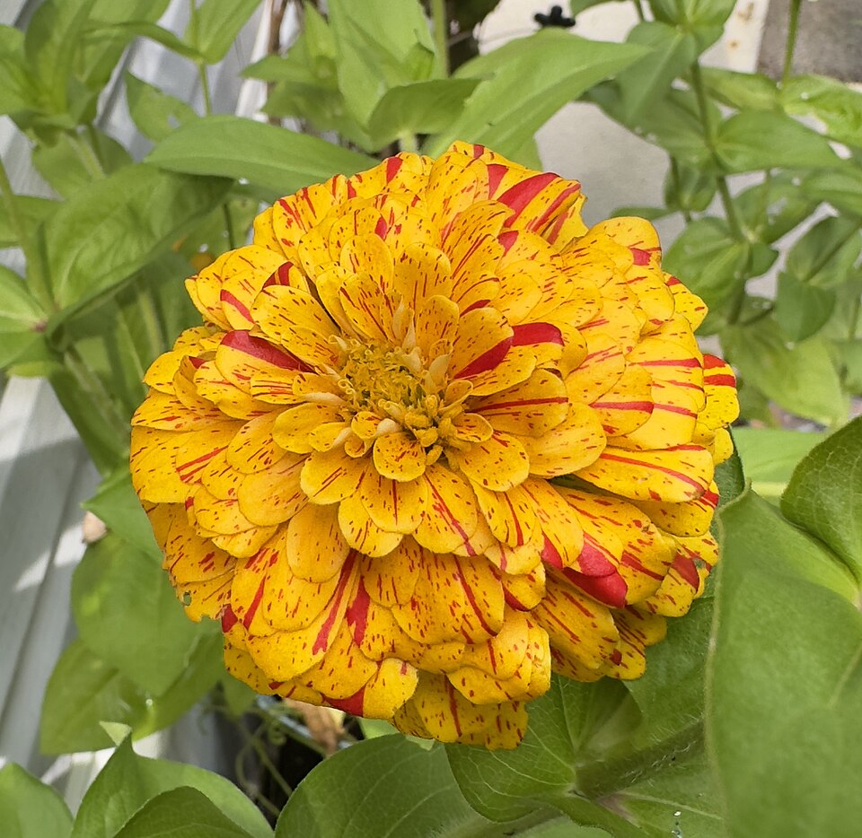 Zinnia (Zinnias) (alternate view 4)