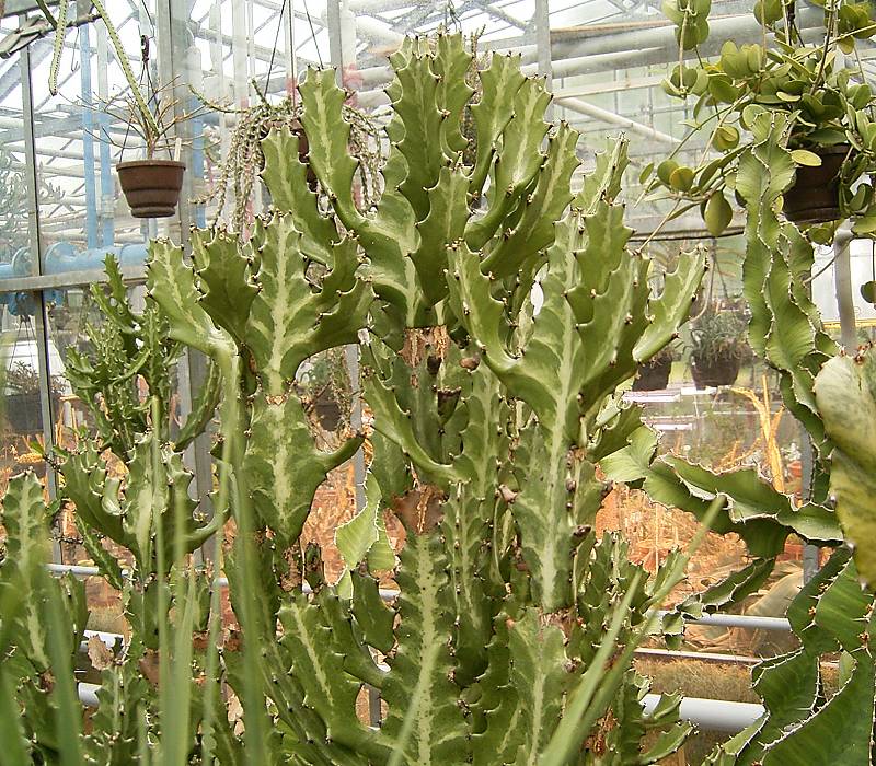 Euphorbia lactea (Dragon Bones) (alternate view 6)