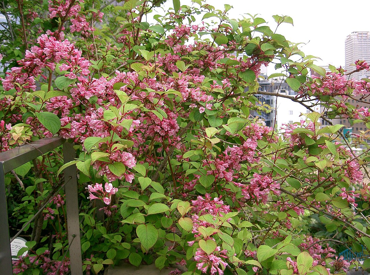 Weigela spp., weigela bushes — upright deciduous (Caprifoliaceae) (image 2 of 5)
