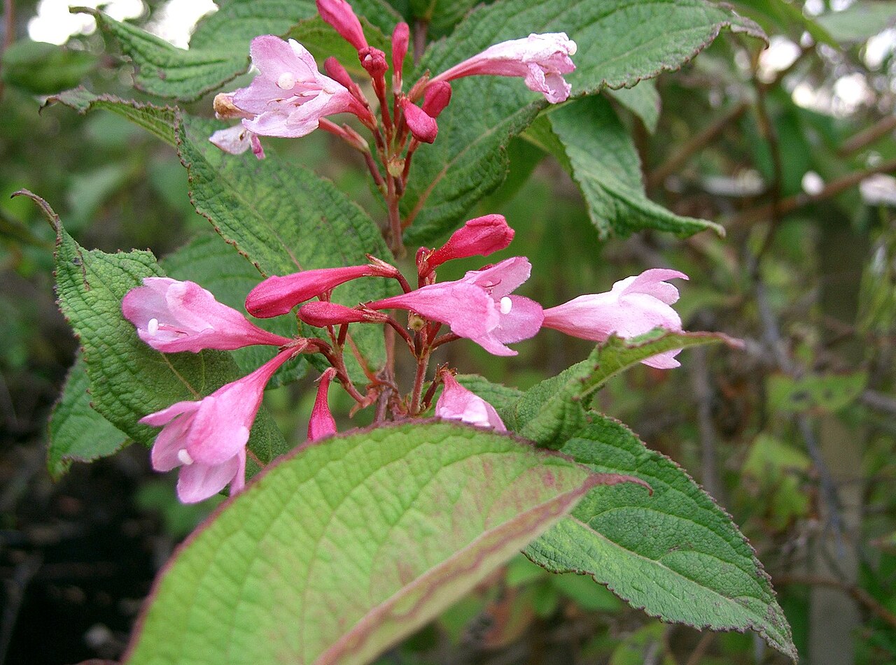 Weigela hortensis, Japanese weigela — upright deciduous (Caprifoliaceae) (image 2 of 10)