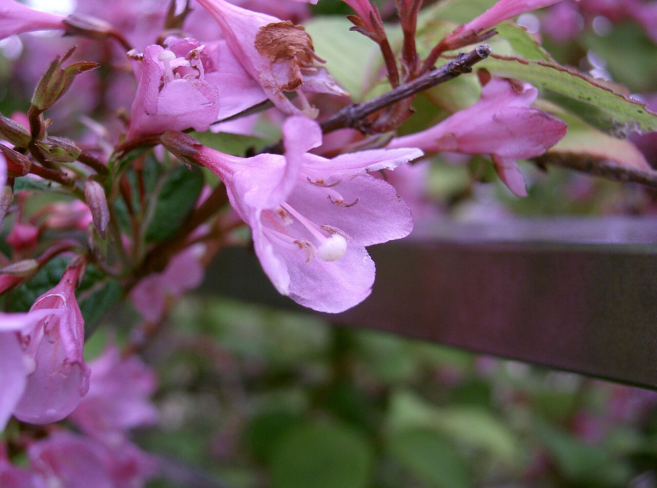 Weigela hortensis, Japanese weigela — upright deciduous (Caprifoliaceae) (image 3 of 10)
