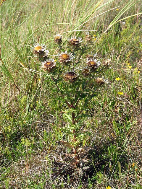 Carlina vulgaris (Carline Thistle)