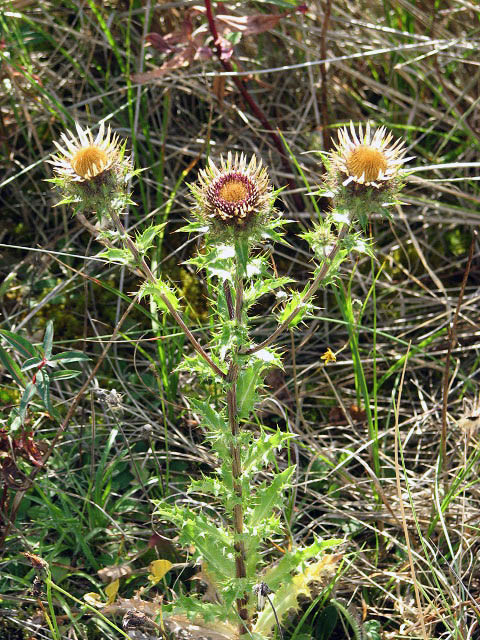 Carlina vulgaris (Carline Thistle)