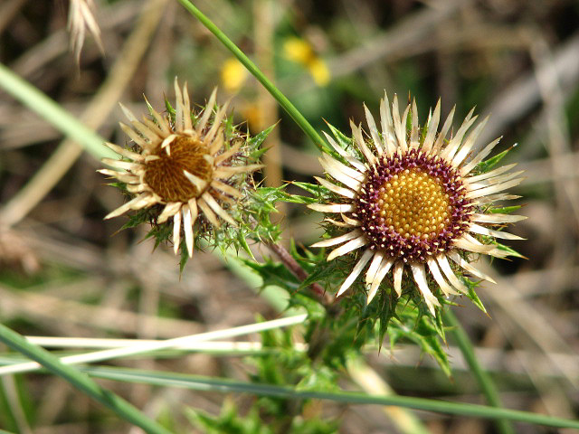 Carlina vulgaris (Carline Thistle)