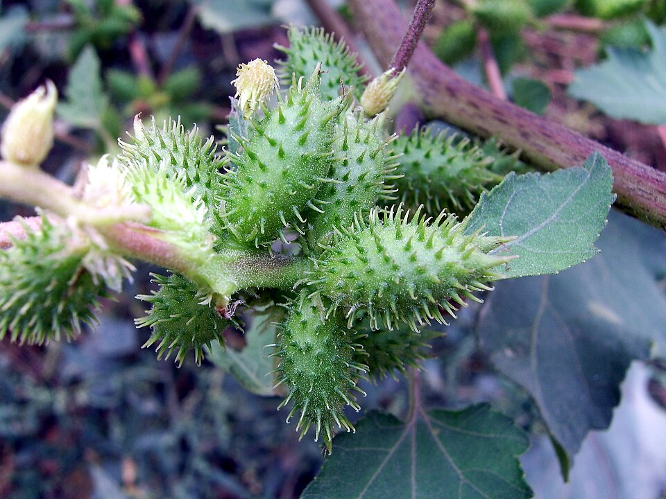Xanthium strumarium (rough cocklebur)