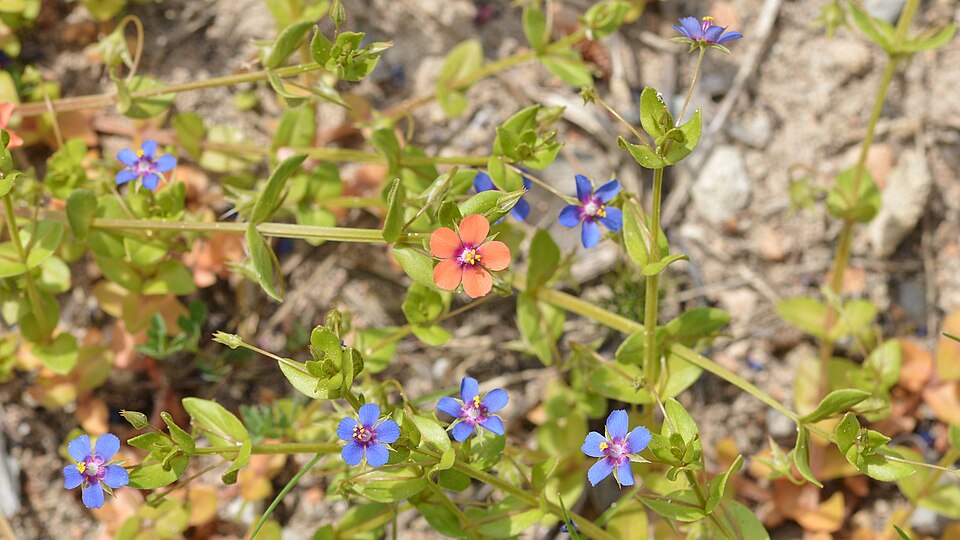 Lysimachia loeflingii (Blue Scarlet Pimpernel) (alternate view 6)