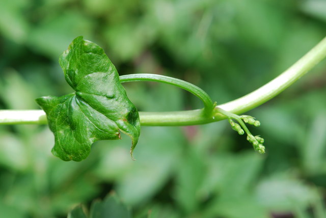 Dioscorea communis (Black Bryony)