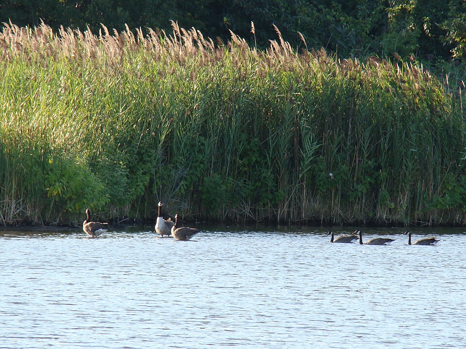 Phragmites (alternate view 3)