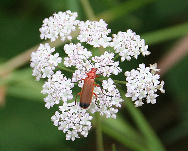 Torilis japonica (upright hedge-parsley)