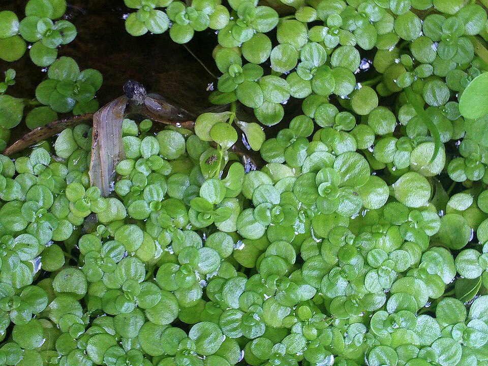 Callitriche stagnalis (Pond water-starwort)