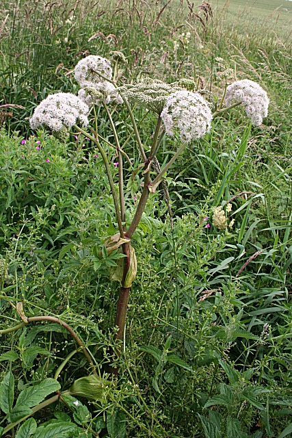 Angelica sylvestris (Wild Angelica)