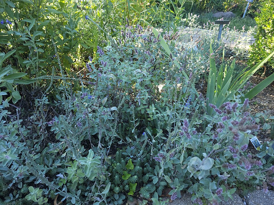 Santolina (Lavender-cottons) (alternate view 7)